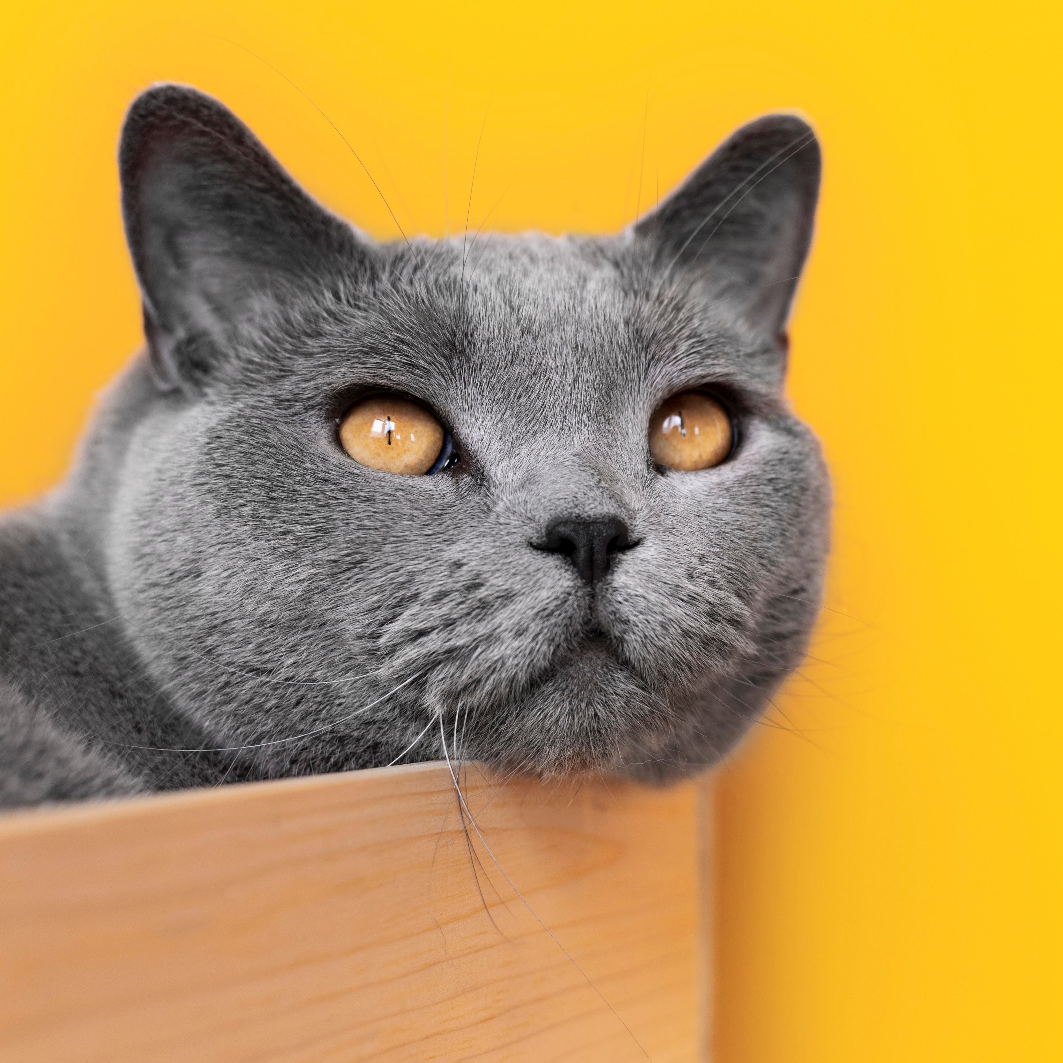 grey cat