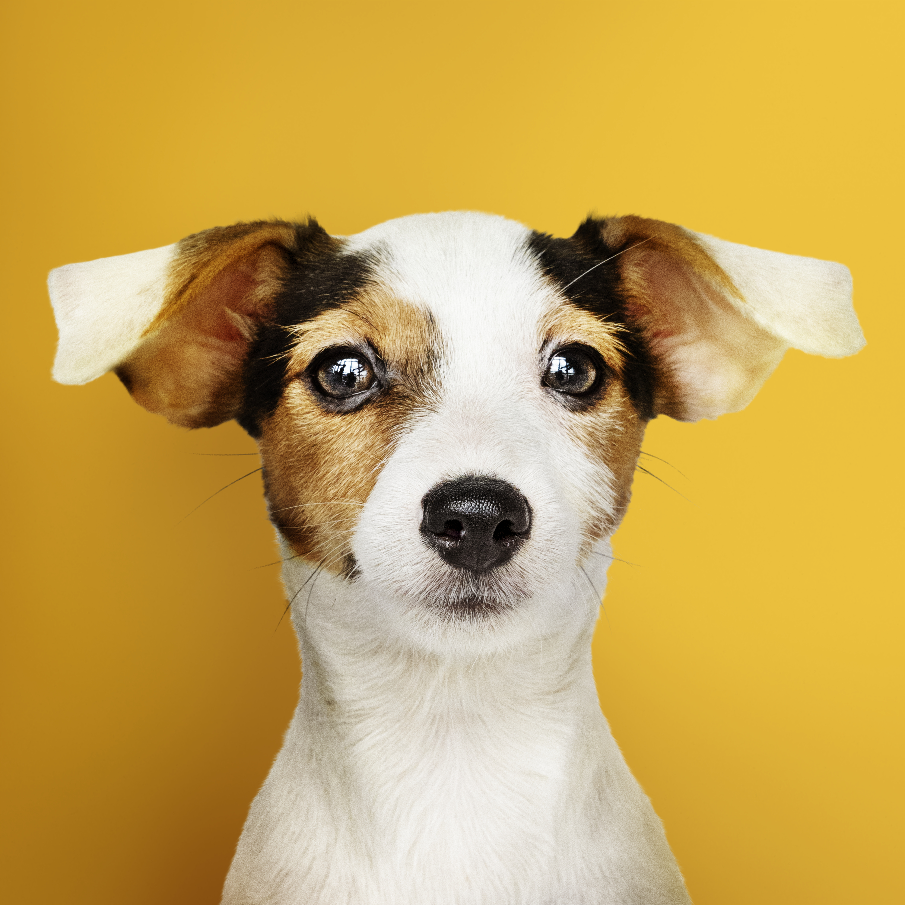 white dog